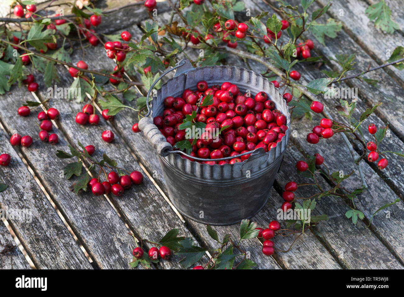 Weißdorn, weiß Thorn, Weißdorn (Crataegus spec.), sammelte Weißdorn-Beeren in einen Eimer, Deutschland Stockfoto