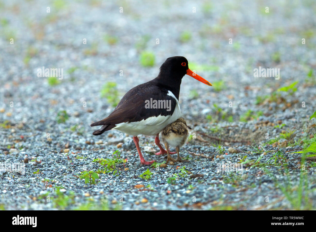 Paläarktis Austernfischer (Haematopus ostralegus), Nahrungssuche mit Küken, Deutschland, Niedersachsen, Norderney Stockfoto