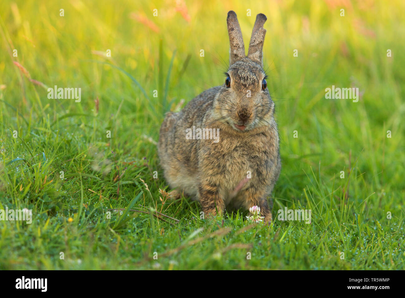 Europäische Kaninchen (Oryctolagus cuniculus), Buck - Hase sitzt auf einer Wiese, Vorderansicht, Deutschland, Niedersachsen, Norderney Stockfoto