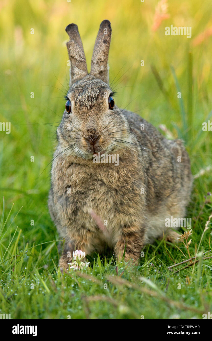 Europäische Kaninchen (Oryctolagus cuniculus), Buck - Hase sitzt auf einer Wiese, Vorderansicht, Deutschland, Niedersachsen, Norderney Stockfoto