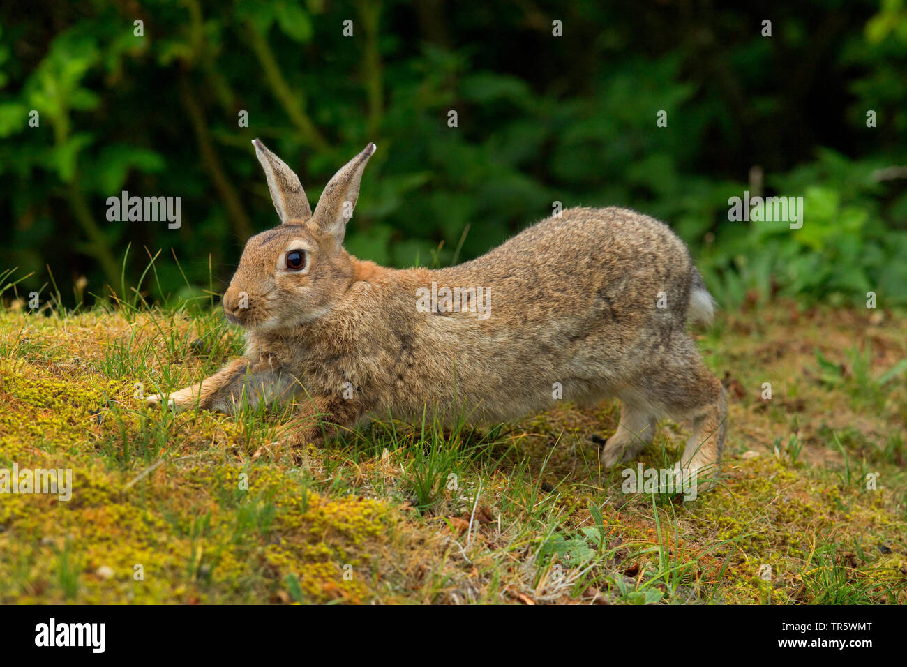Europäische Kaninchen (Oryctolagus cuniculus), Stretching, Seitenansicht, Deutschland, Niedersachsen, Norderney Stockfoto