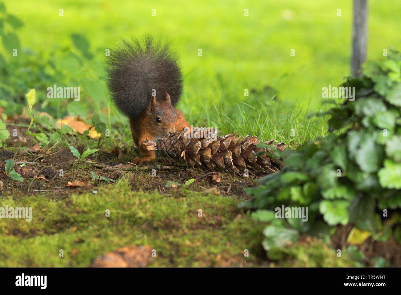 Europäische Eichhörnchen, Eurasischen Eichhörnchen (Sciurus vulgaris), mit einem tannenzapfen am Boden, Vorderansicht, Deutschland, Nordrhein-Westfalen Stockfoto