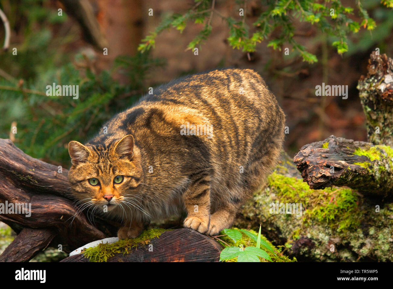 Europäische Wildkatze, Wald Wildkatze (Felis silvestris silvestris), lauernd auf einem Baumstamm, Schweden Stockfoto