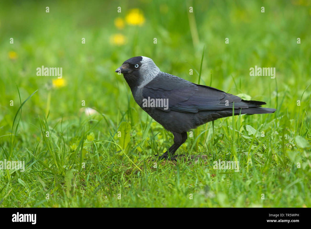 Dohle (Corvus monedula), sitzt auf einer Wiese, Seitenansicht, Schweden Stockfoto