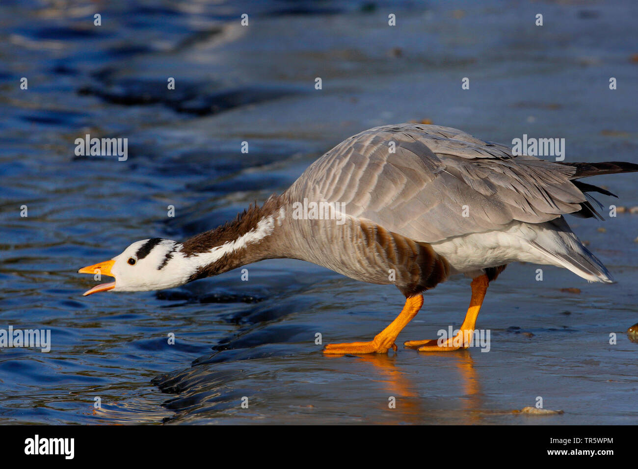 Bar-headed Goose (Anser indicus), im Winter auf Wasser, Seitenansicht, Deutschland Stockfoto