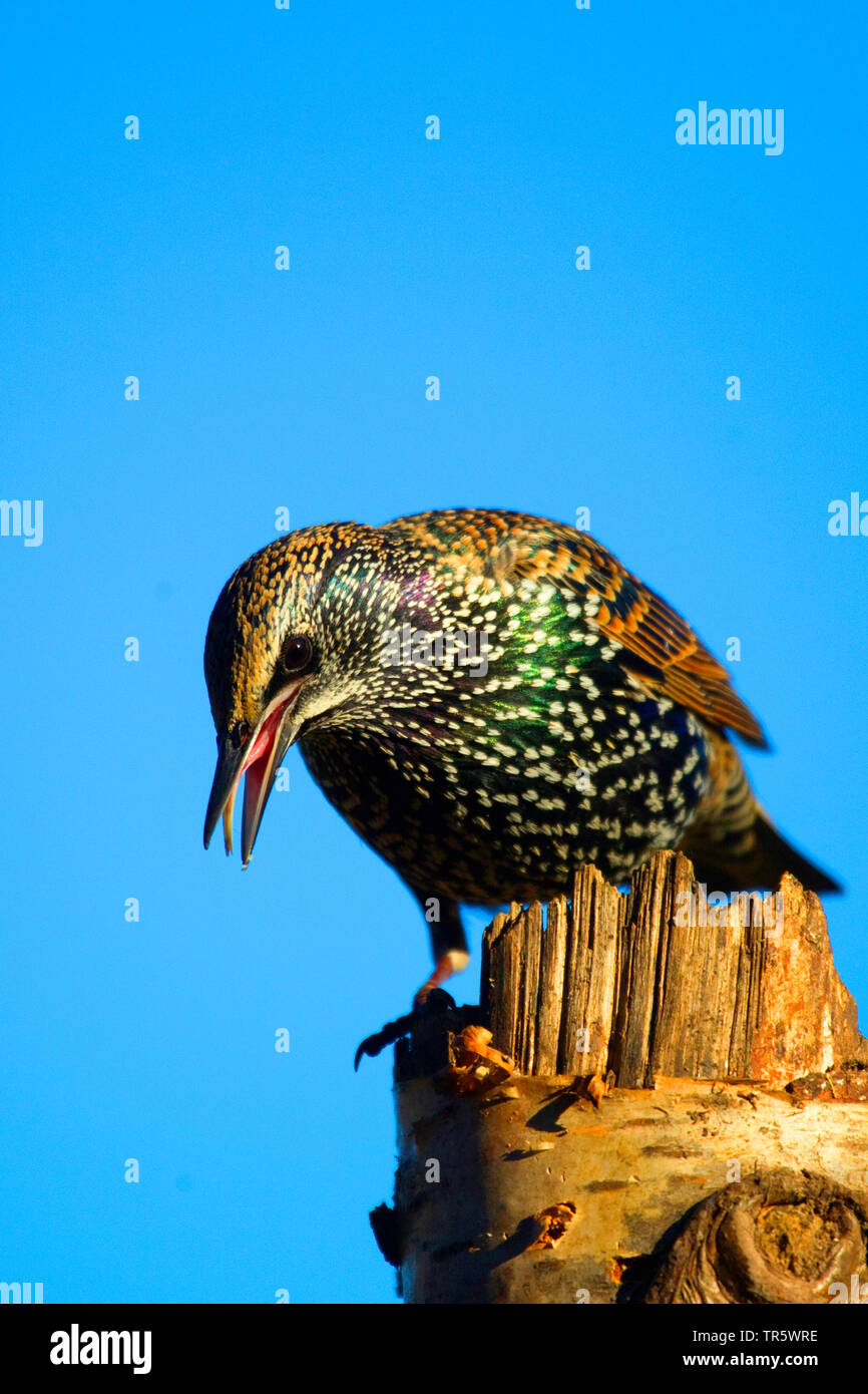 Gemeinsame Star (Sturnus vulgaris), Essen auf einem abgebrochen Baumstumpf, Deutschland, Nordrhein-Westfalen Stockfoto