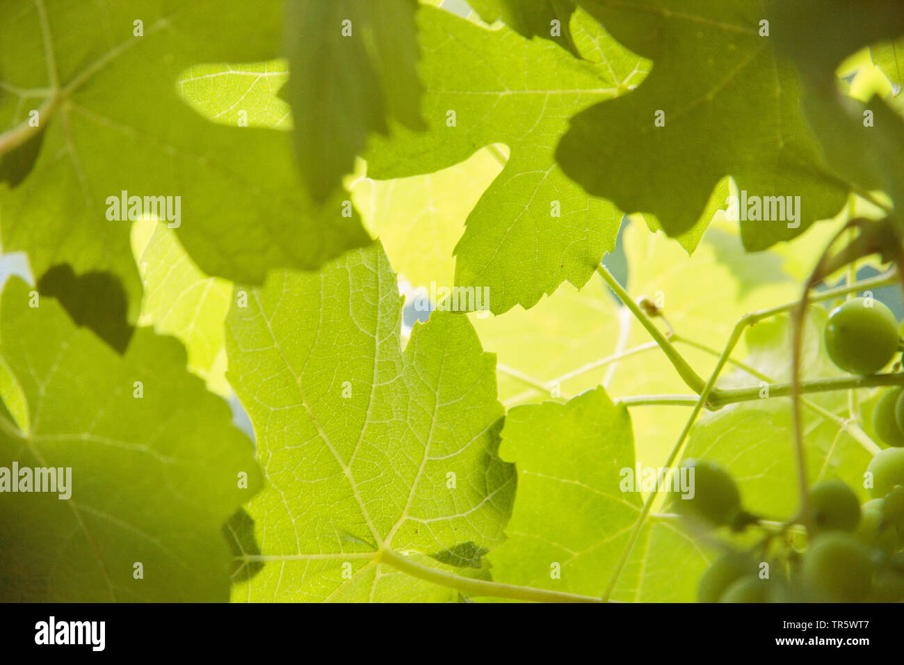 Rebe, Weinrebe (Vitis vinifera), Blätter, contre-jour, Deutschland Stockfoto