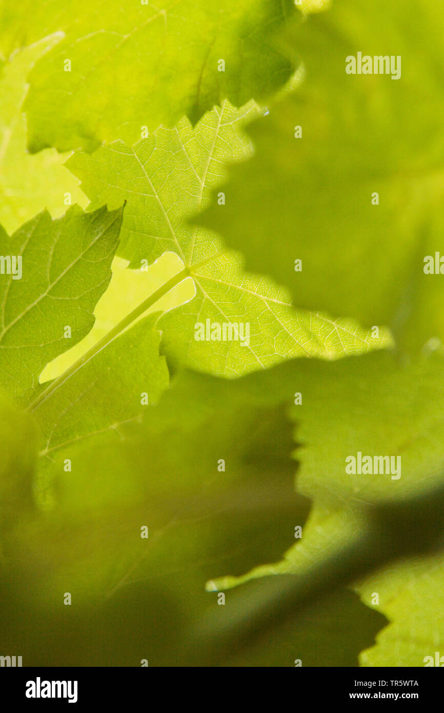 Rebe, Weinrebe (Vitis vinifera), Weichzeichnen, Blätter, contre-jour, Deutschland Stockfoto