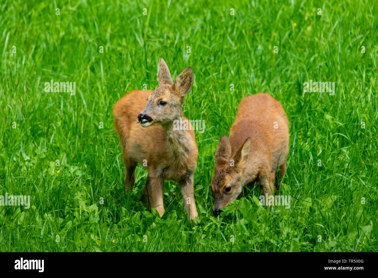 Reh (Capreolus capreolus), zwei Fütterung rehkitze in einer Wiese, Schweiz, Toggenburg Stockfoto