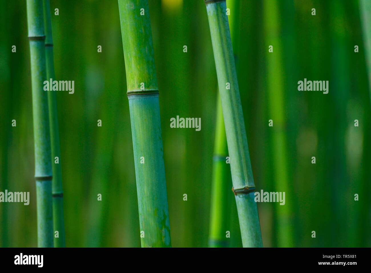 Verklumpen Bambus (Poaceae), Bambus Sprossen Stockfoto