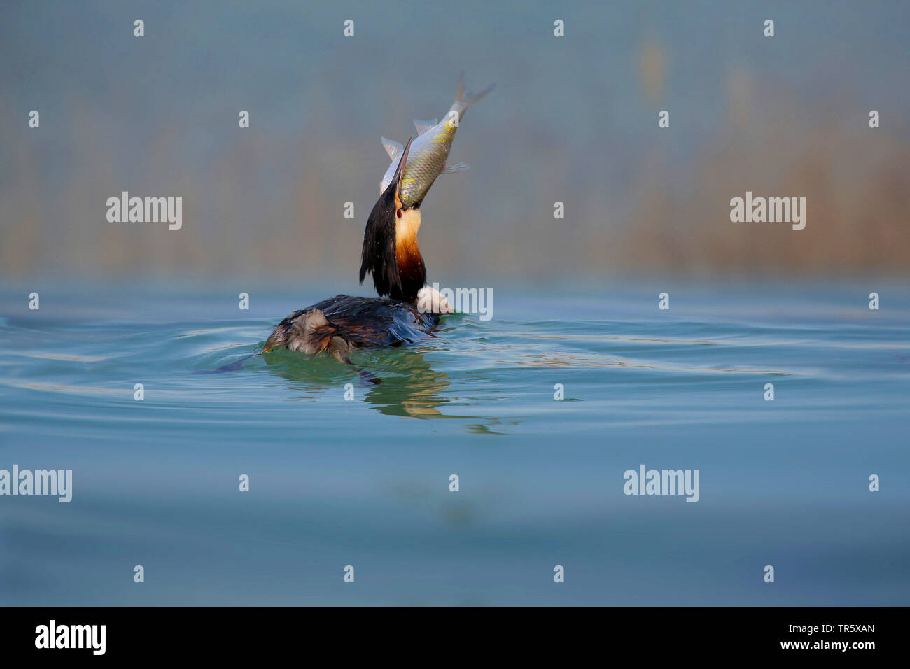 Haubentaucher (Podiceps cristatus), auf dem Wasser, trinken Mate-Tee ein grosser Fisch, Deutschland Stockfoto