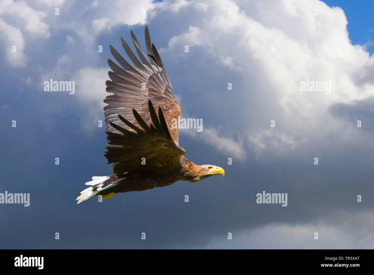 Meer Seeadler (Haliaeetus Horste), fliegen, Deutschland Stockfoto