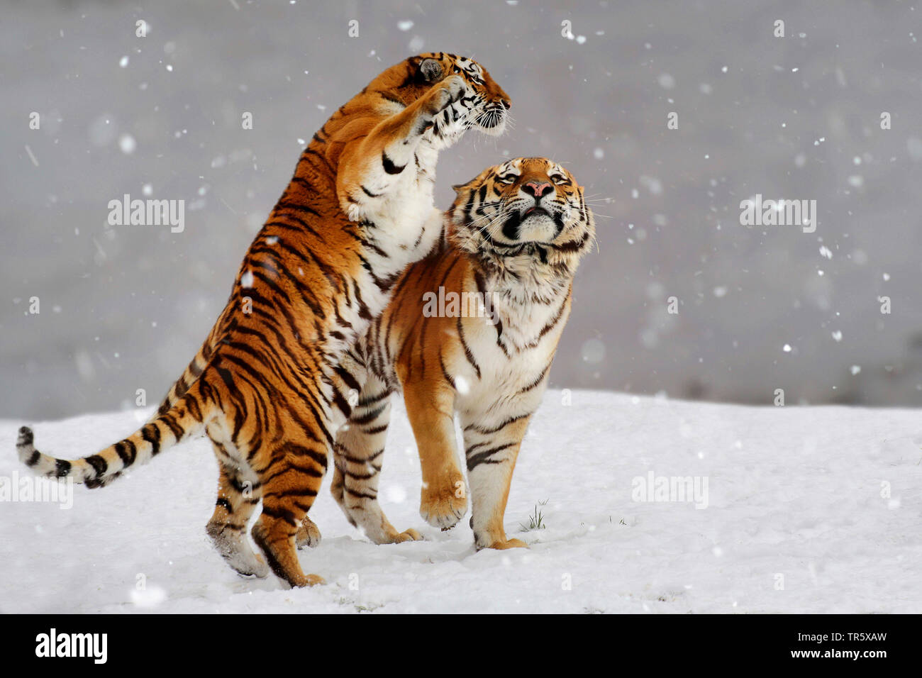Sibirische Tiger, Amurian Tiger (Panthera tigris altaica), zwei toben Tiger im Schnee Stockfoto