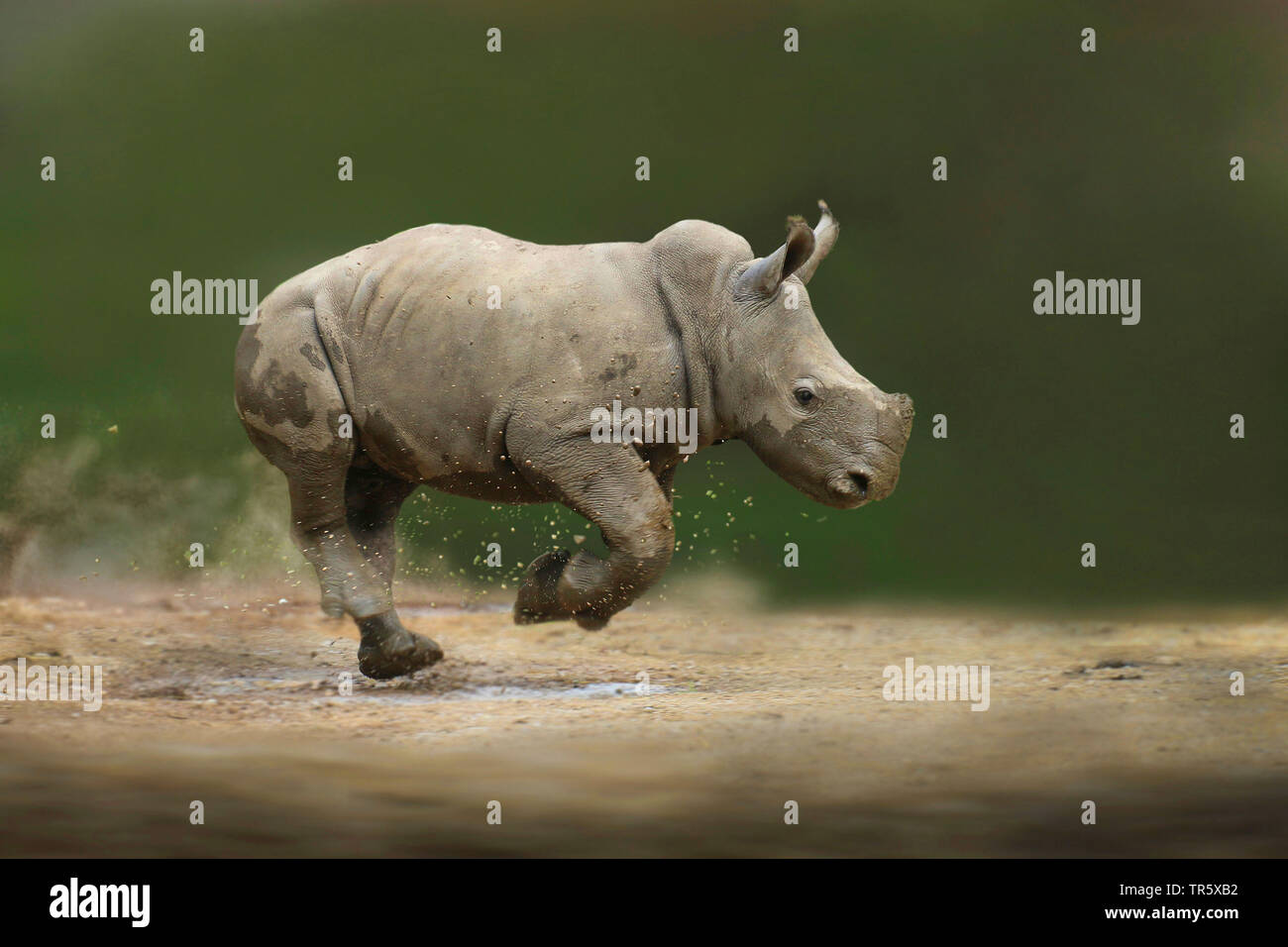 Laufende baby Nashorn, Seitenansicht Stockfoto