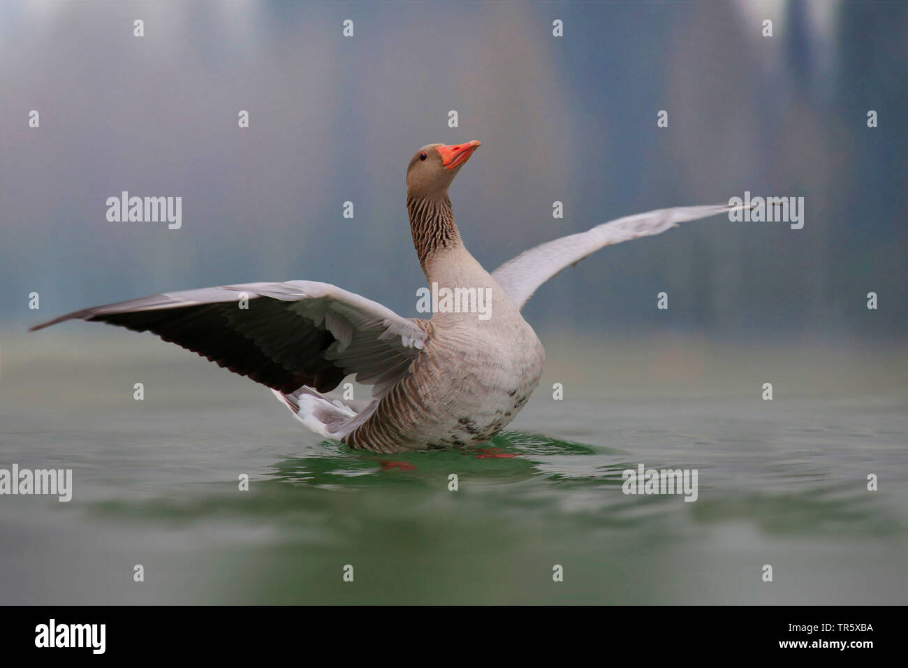 Graugans (Anser anser), Schwimmen auf dem Wasser Schlagflügel, Deutschland Stockfoto