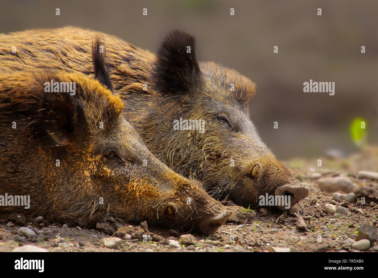 Wilde Eber, Schwein, Wildschwein (Sus scrofa), zwei schlafen wilde Schweine, Deutschland Stockfoto