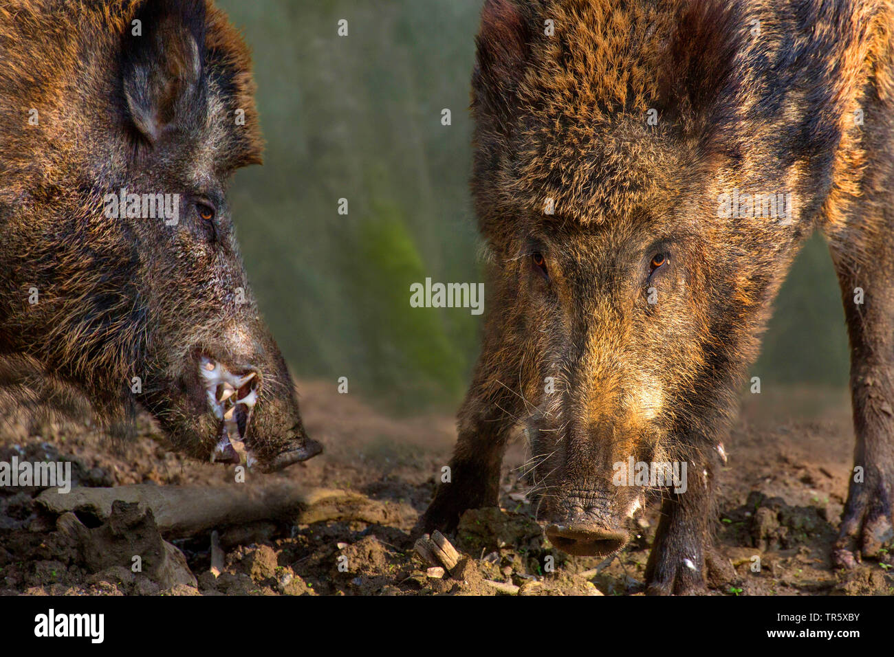 Wilde Eber, Schwein, Wildschwein (Sus scrofa), zwei rivalisierende Wildschweine, Deutschland Stockfoto