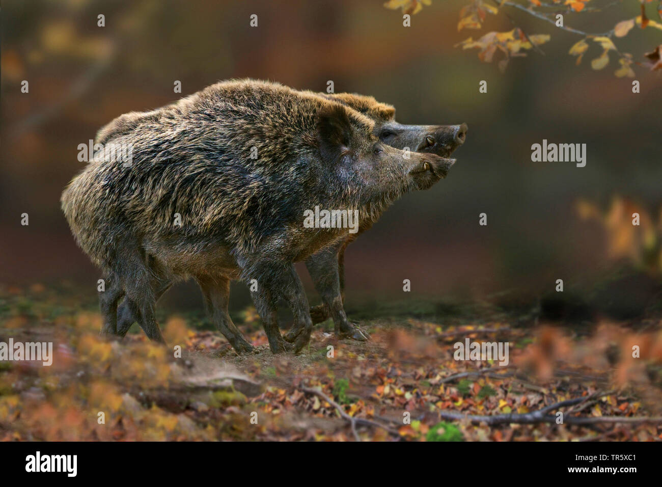 Wilde Eber, Schwein, Wildschwein (Sus scrofa), zwei rivalisierende Wildschweine im Wald, Seitenansicht, Deutschland Stockfoto