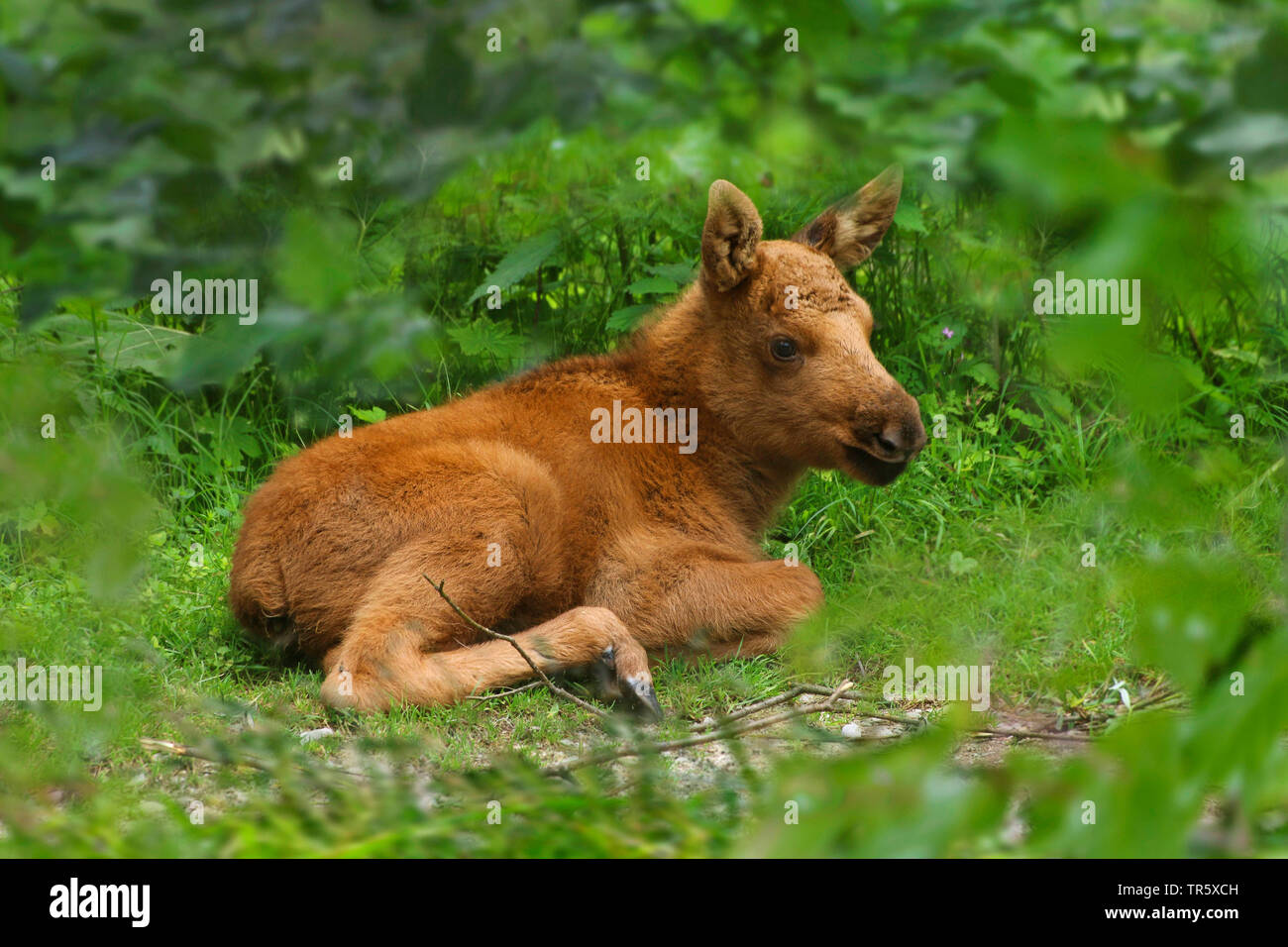 Elche, Europäischen Elch (Alces alces alces), Welpe liegend auf einer Lichtung Stockfoto