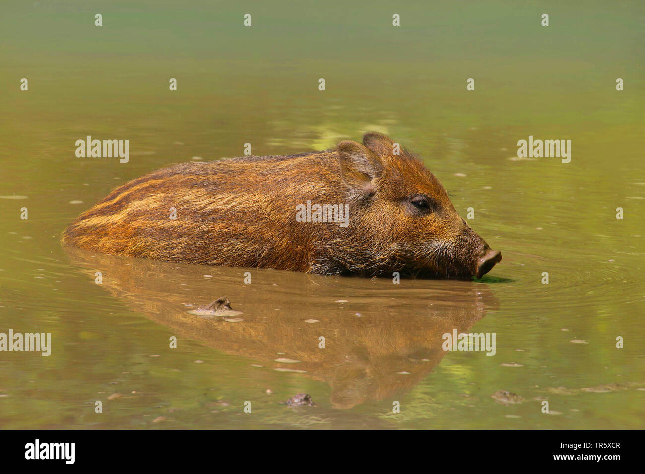 Wilde Eber, Schwein, Wildschwein (Sus scrofa), shoats in ein Schwein zu wälzen, Deutschland Stockfoto
