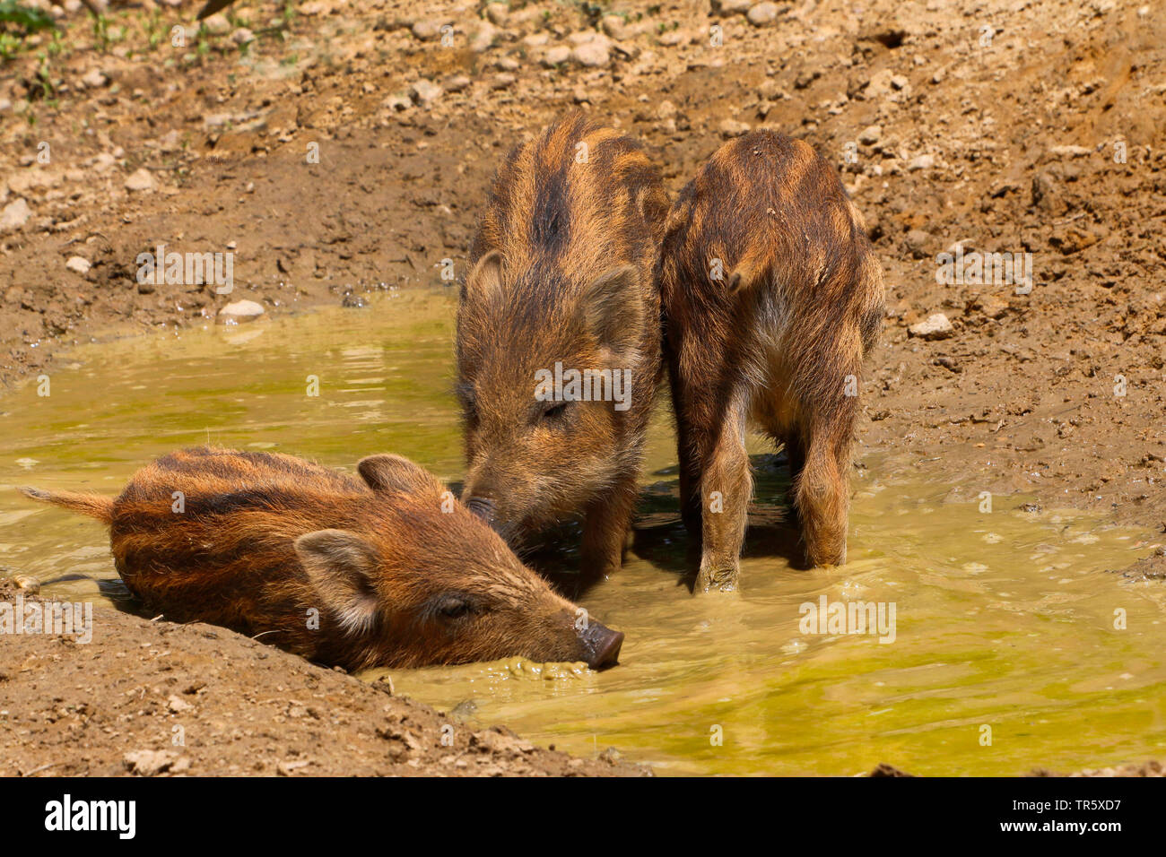 Wilde Eber, Schwein, Wildschwein (Sus scrofa), shoats Wühlen im Schlamm, Deutschland Stockfoto