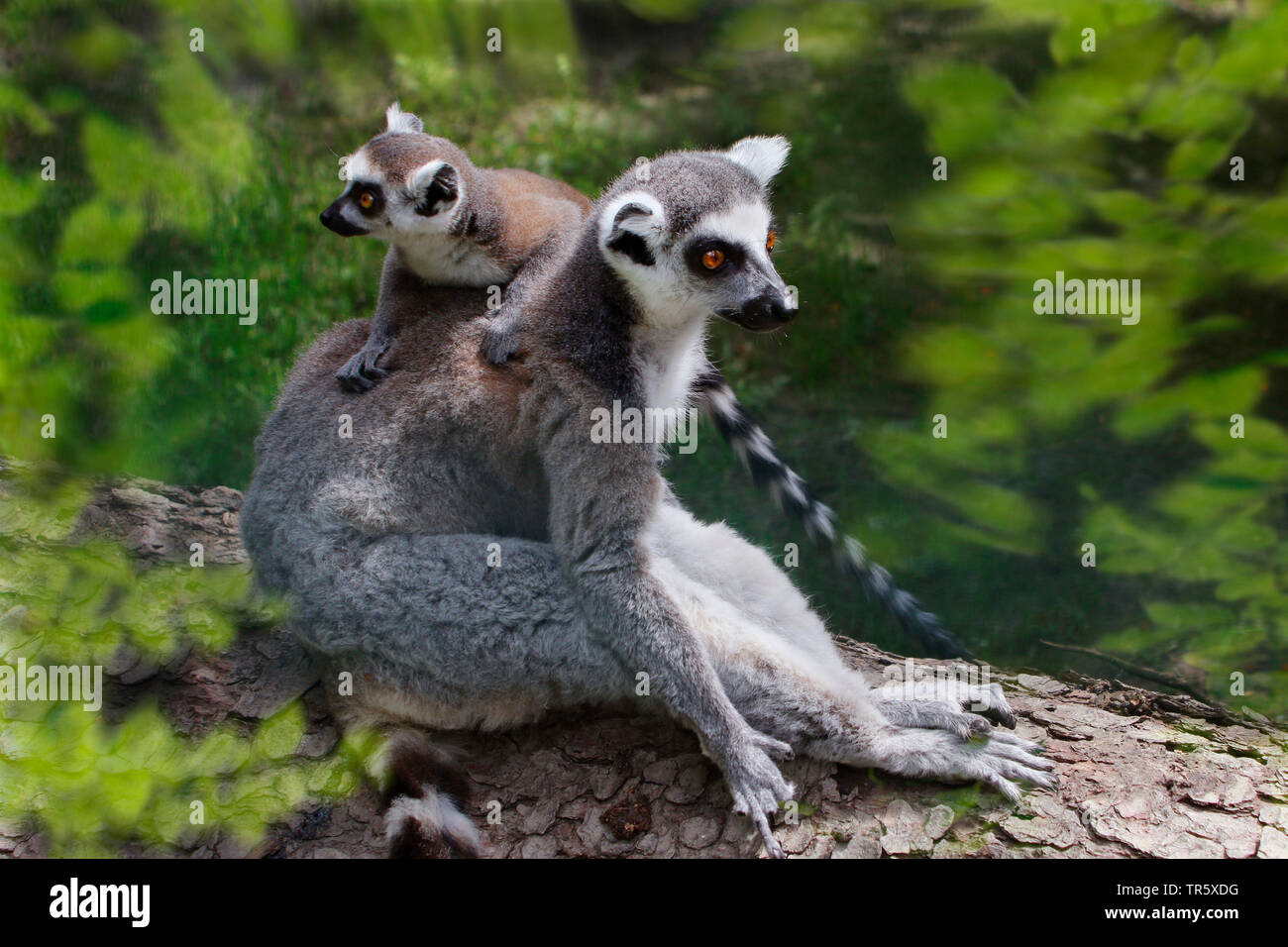 Ring-tailed Lemur (Lemur catta), mit Jugendlicher auf der Rückseite, Madagaskar Stockfoto