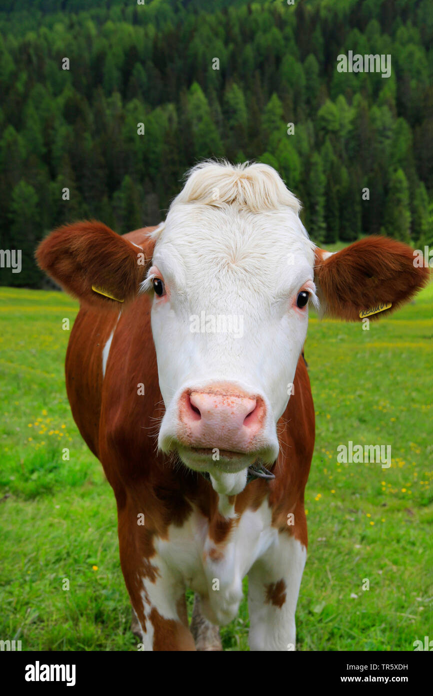 Inländische Rinder (Bos primigenius f. Taurus), Kuh auf der Weide, lookin in Richtung Kamera, Deutschland Stockfoto