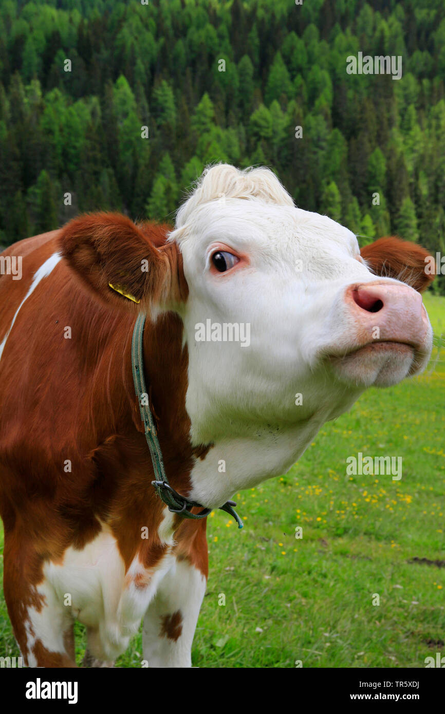 Inländische Rinder (Bos primigenius f. Taurus), Kuh auf der Weide, lookin in Richtung Kamera, Deutschland Stockfoto