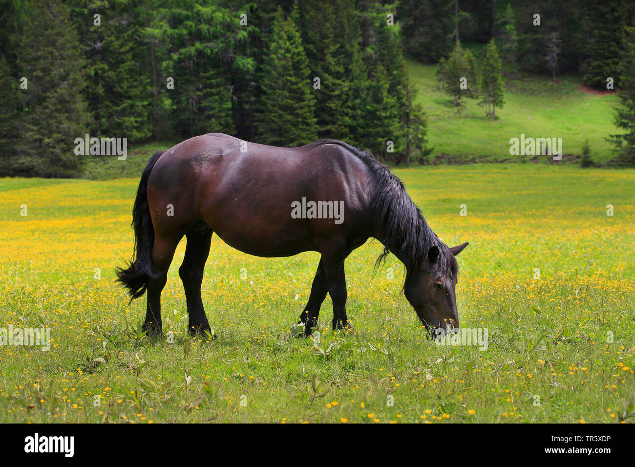 Inländische Pferd (Equus przewalskii f. caballus), weiden auf einer Weide, Deutschland Stockfoto