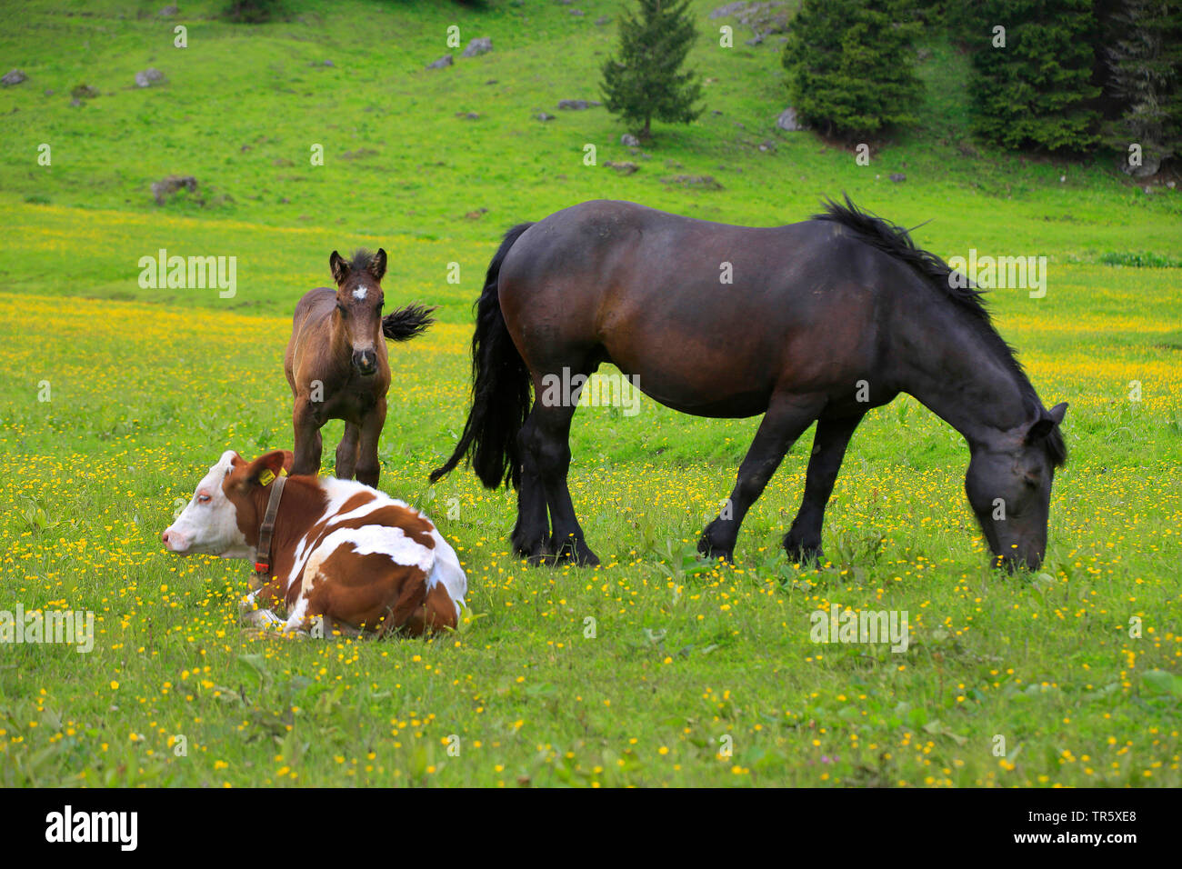 Inländische Pferd (Equus przewalskii f. caballus), Mar mit Fohlen zusammen mit einer Kuh auf der Weide, Deutschland Stockfoto