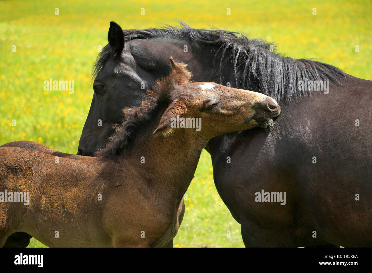 Inländische Pferd (Equus przewalskii f. caballus), Fohlen Kuscheln mit Mare auf einer Weide, Seitenansicht, Deutschland Stockfoto