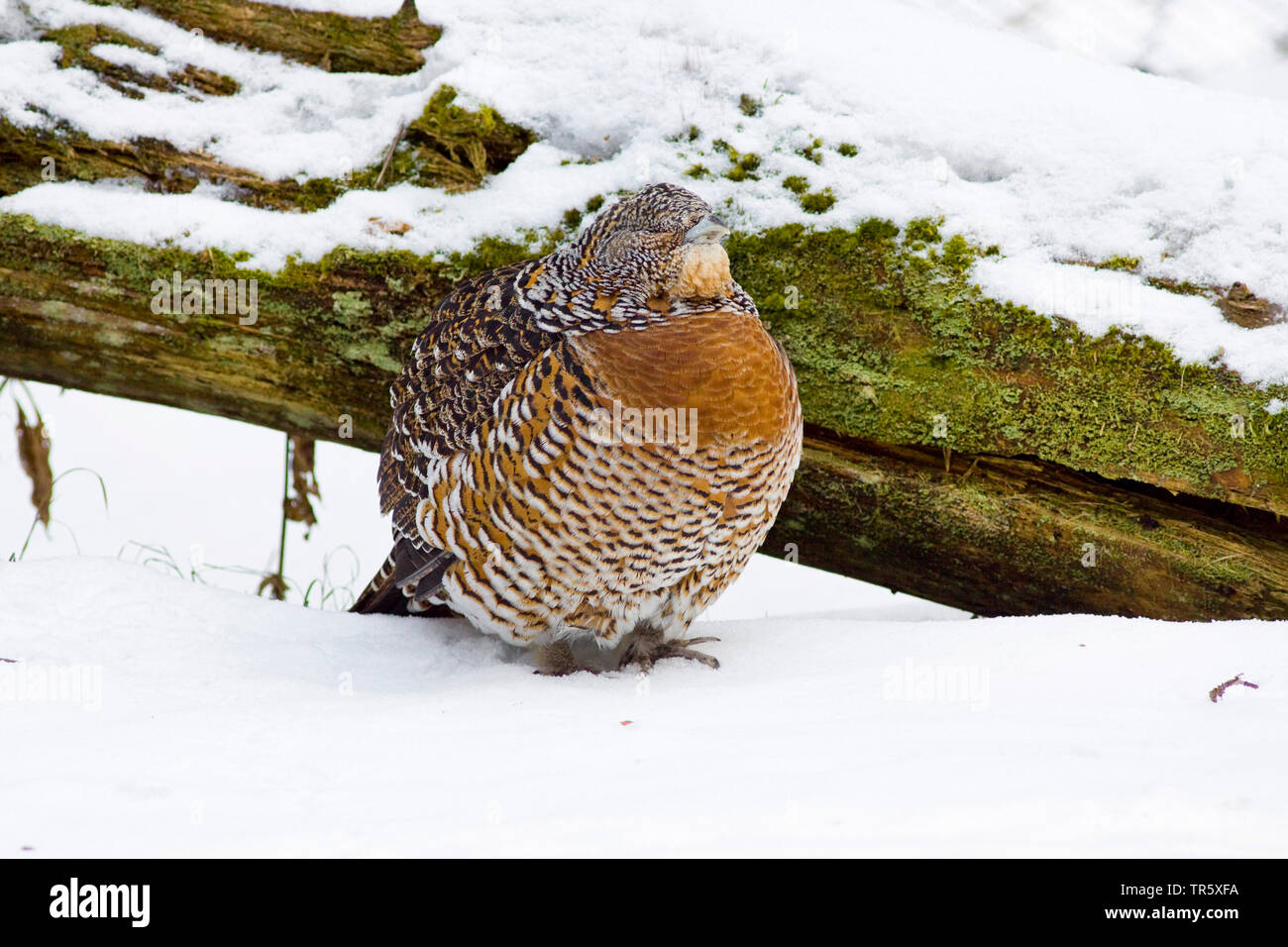 Western Auerhahn, Auerhahn (Tetrao urogallus), Auerhahn Henne im Schnee und Gefühl Colt sitzt, Deutschland Stockfoto