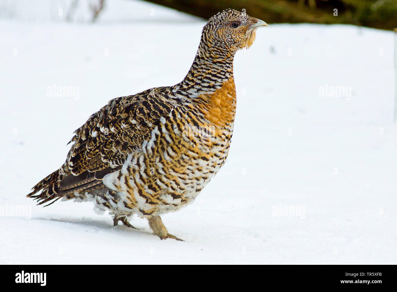 Western Auerhahn, Auerhahn (Tetrao urogallus), Auerhahn Henne im Schnee, Seitenansicht, Deutschland Stockfoto