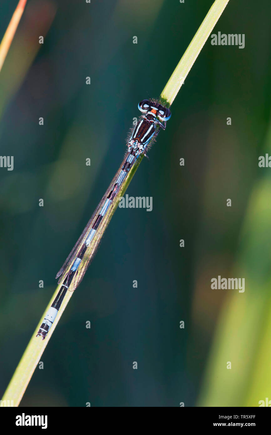 Südliche damselfly (Coenagrion mercuriale), imago an einen Stiel, Ansicht von oben, Deutschland, Bayern Stockfoto