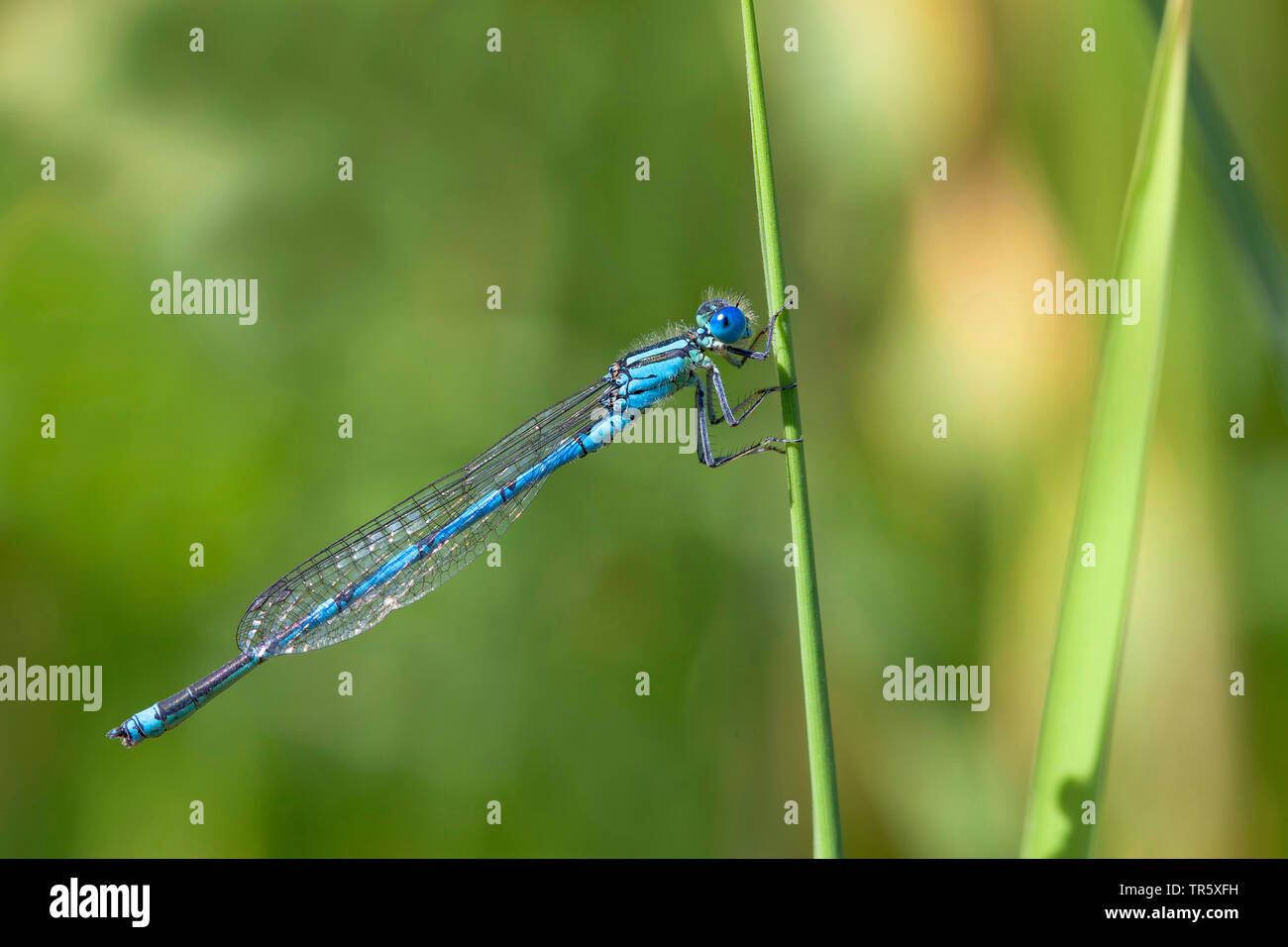 Becher - Markiert damselfly (Erythromma lindenii, Cercion lindenii, Coenagrion lindenii), male an einem Stengel, Seitenansicht, Deutschland Stockfoto