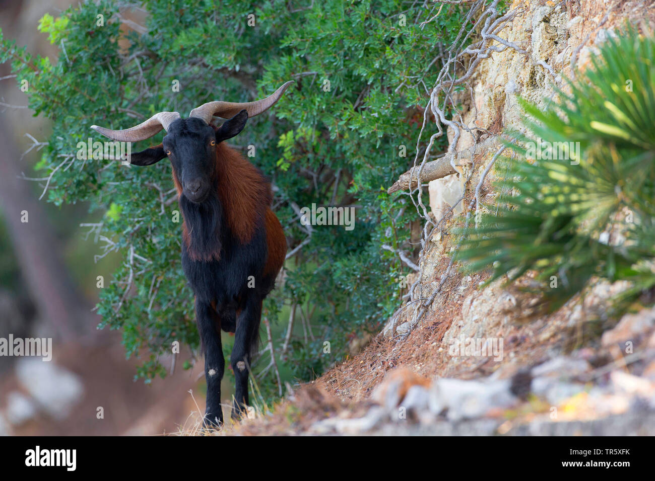 Balearian wilde Ziege (Capra Hircus, Capra aegagrus f. hircus), wilden Bock auf Mallorca, Vorderansicht, Spanien, Balearen, Mallorca, Serra de Tramuntana. Stockfoto