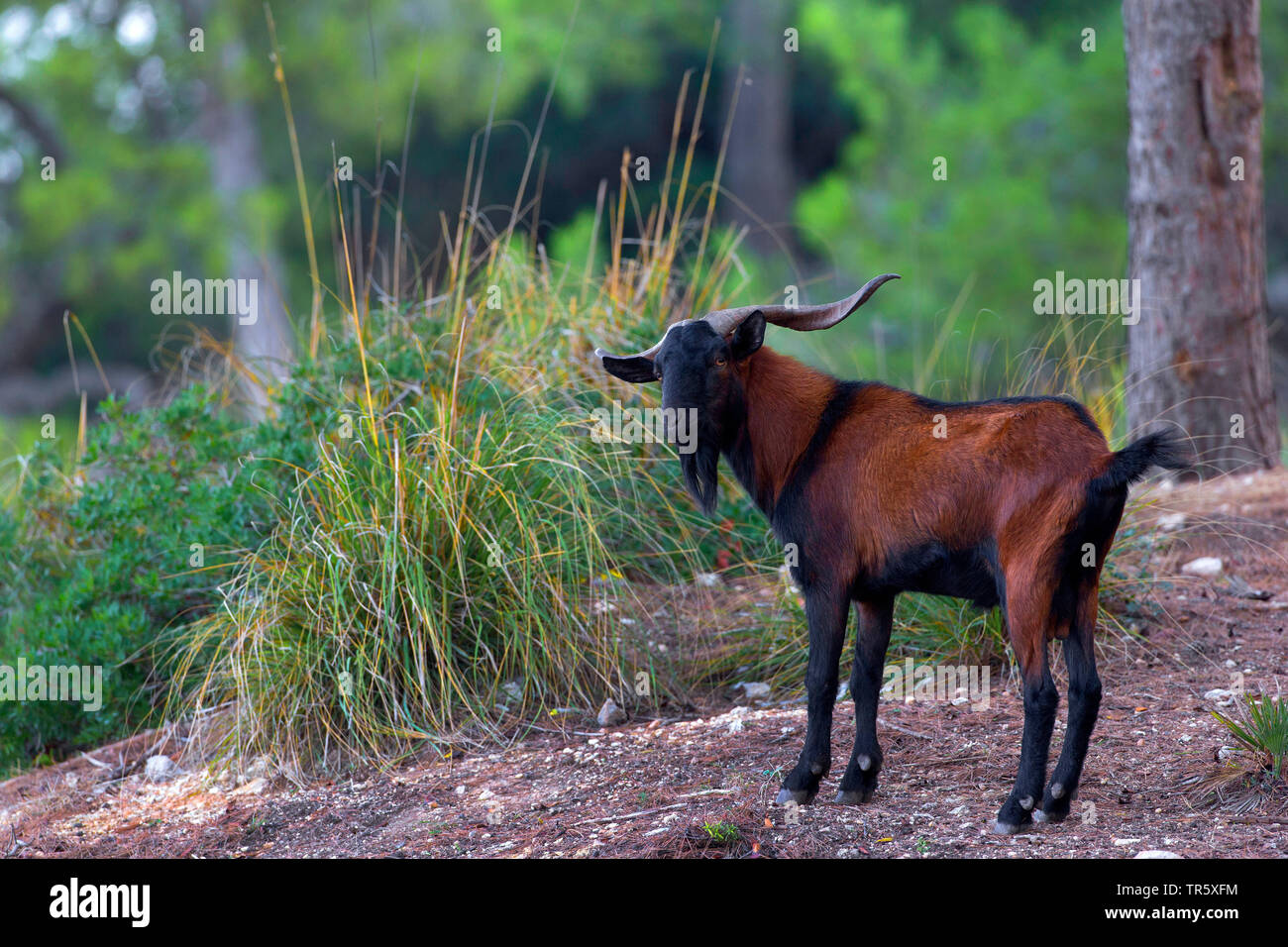 Balearian wilde Ziege (Capra Hircus, Capra aegagrus f. hircus), wilden Bock auf Mallorca, Seitenansicht, Spanien, Balearen, Mallorca, Serra de Tramuntana. Stockfoto