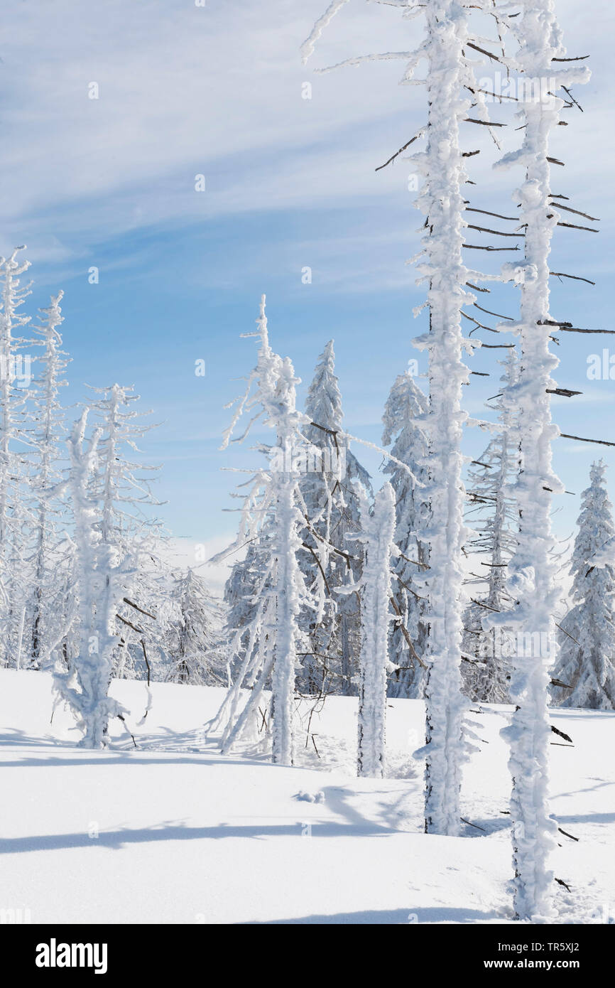 Die Fichte (Picea abies), toten Fichten an der gröberen Rachel im Winter, Deutschland, Bayern, Nationalpark Bayerischer Wald Stockfoto