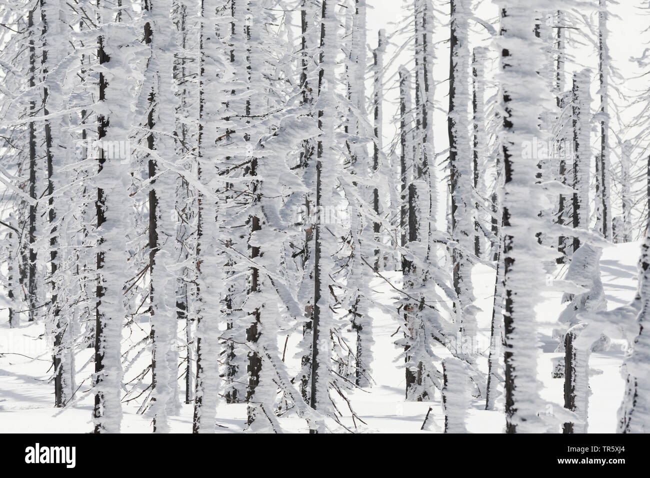 Die Fichte (Picea abies), verschneite Tannen an die gröberen Rachel, Deutschland, Bayern, Nationalpark Bayerischer Wald Stockfoto