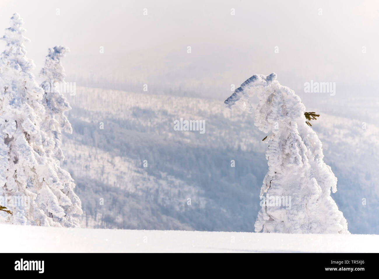 Die Fichte (Picea abies), verschneite Tannen an die gröberen Rachel, Deutschland, Bayern, Nationalpark Bayerischer Wald Stockfoto
