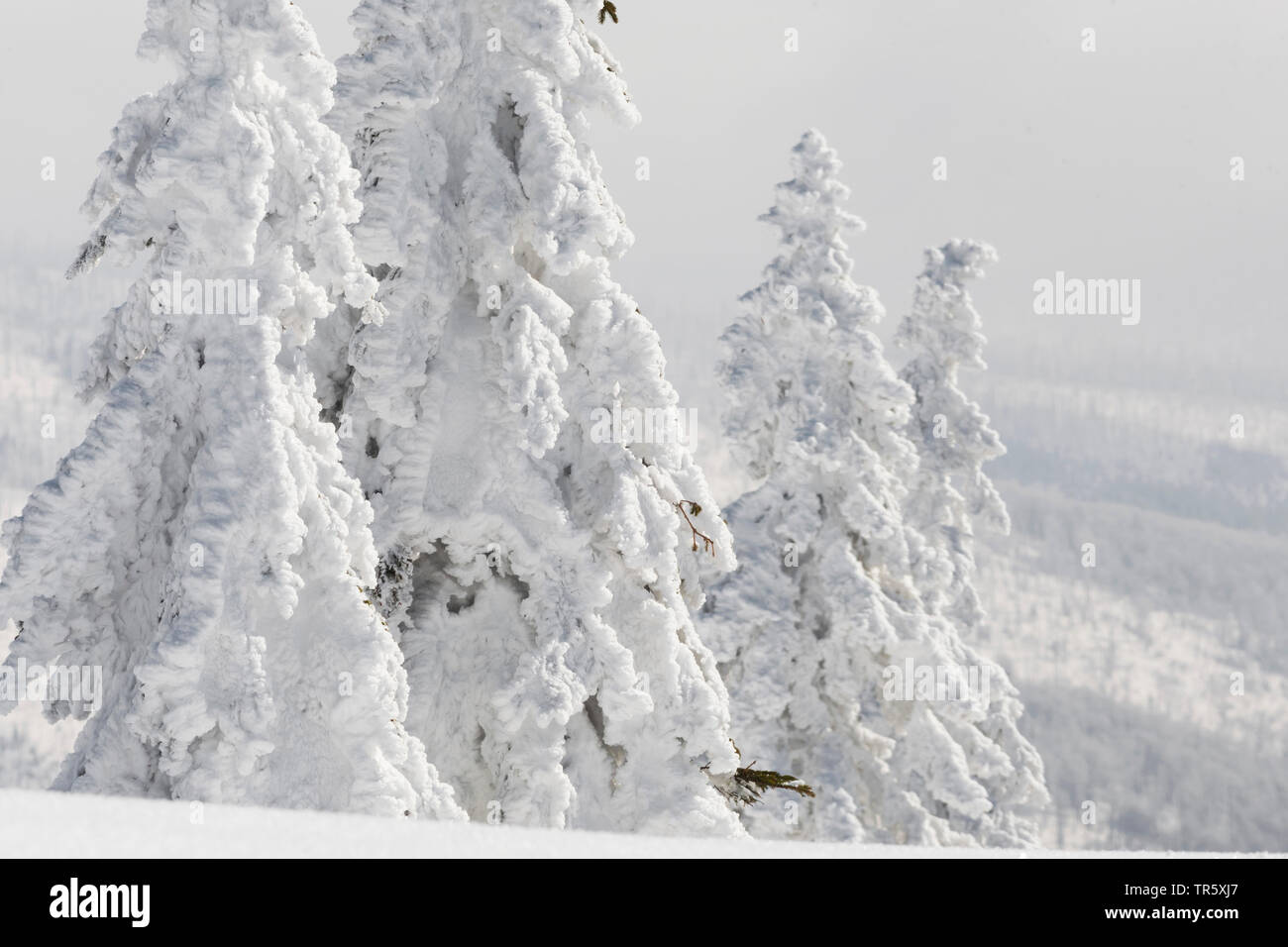 Die Fichte (Picea abies), verschneite Tannen an die gröberen Rachel, Deutschland, Bayern, Nationalpark Bayerischer Wald Stockfoto