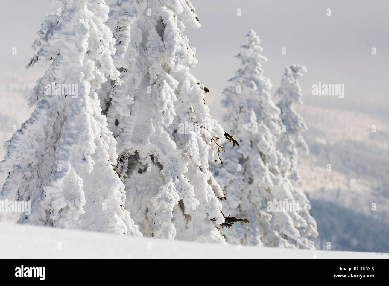 Die Fichte (Picea abies), verschneite Tannen an die gröberen Rachel, Deutschland, Bayern, Nationalpark Bayerischer Wald Stockfoto
