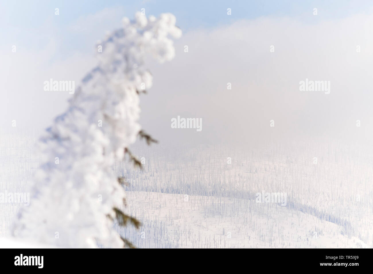 Die Fichte (Picea abies), verschneite an die gröberen Rachel, Deutschland, Bayern, Nationalpark Bayerischer Wald Fichte Stockfoto