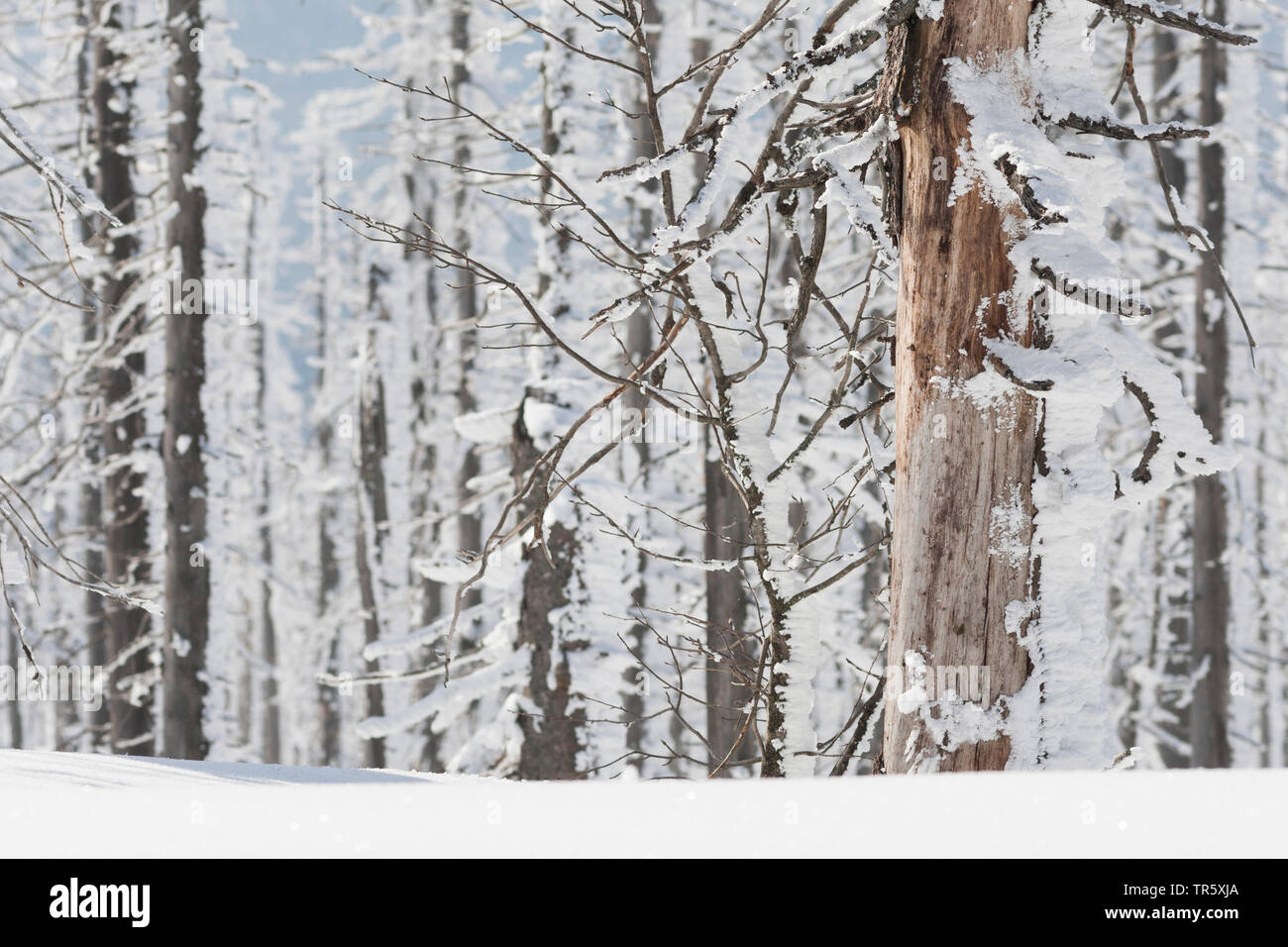 Die Fichte (Picea abies), winter Wald an die gröberen Rachel, Deutschland, Bayern, Nationalpark Bayerischer Wald Stockfoto