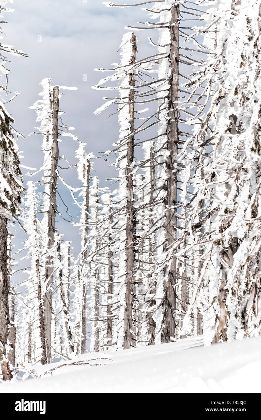 Die Fichte (Picea abies), abgestorbene Bäume an der gröberen Rachel im Winter, Deutschland, Bayern, Nationalpark Bayerischer Wald Stockfoto