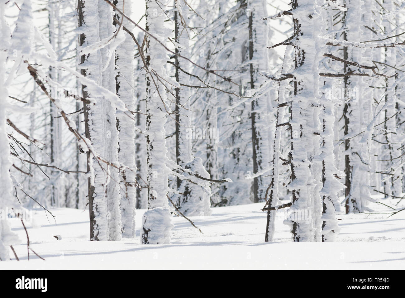 Die Fichte (Picea abies), winter Wald an die gröberen Rachel, Deutschland, Bayern, Nationalpark Bayerischer Wald Stockfoto