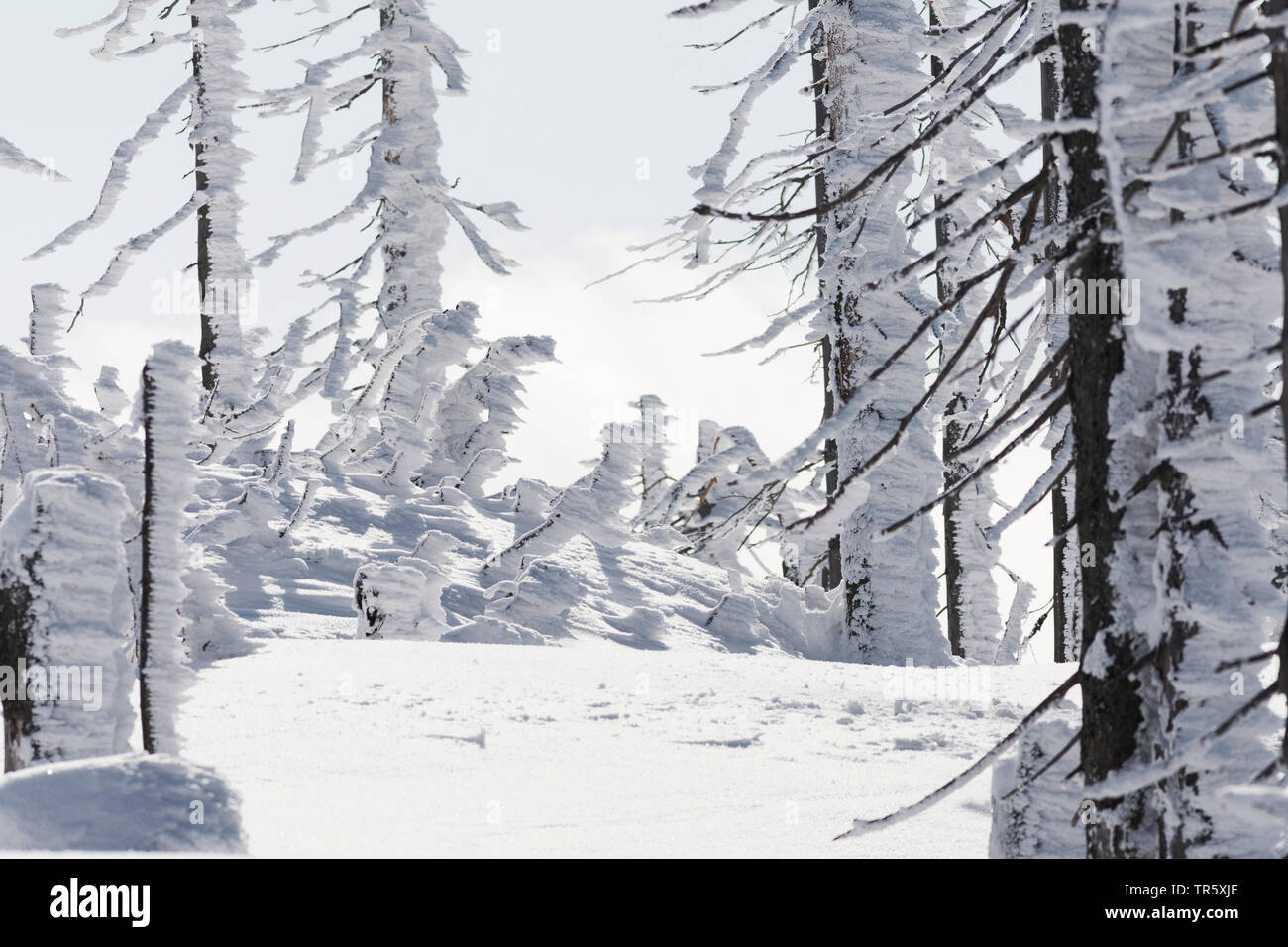 Die Fichte (Picea abies), winter Wald an die gröberen Rachel, Deutschland, Bayern, Nationalpark Bayerischer Wald Stockfoto