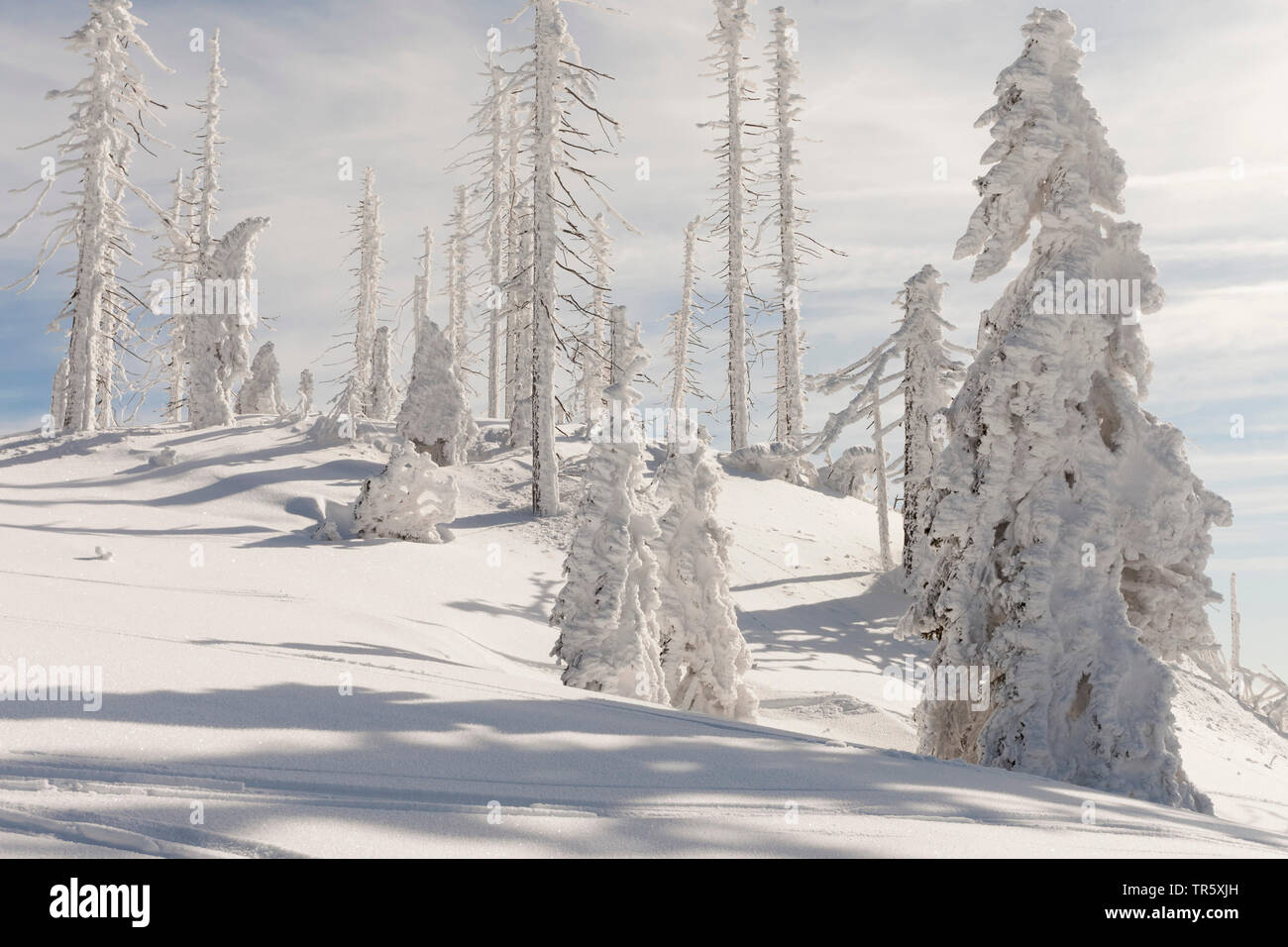 Die Fichte (Picea abies), toten Fichten an der gröberen Rachel im Winter, Deutschland, Bayern, Nationalpark Bayerischer Wald Stockfoto
