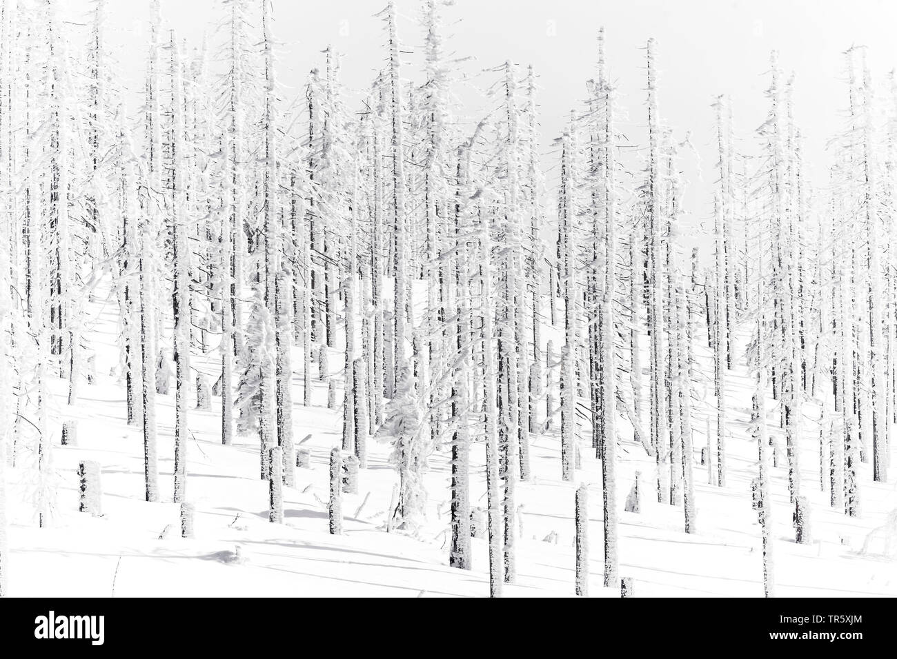 Die Fichte (Picea abies), toten Fichten an der gröberen Rachel im Winter, Deutschland, Bayern, Nationalpark Bayerischer Wald Stockfoto