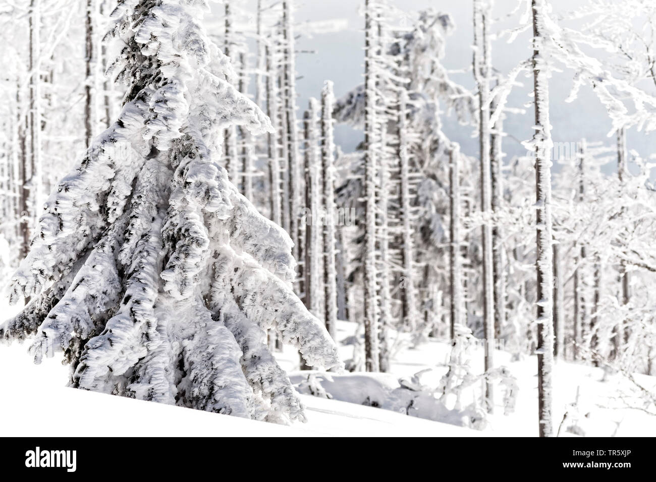 Die Fichte (Picea abies), toten Fichten an der gröberen Rachel im Winter, Deutschland, Bayern, Nationalpark Bayerischer Wald Stockfoto